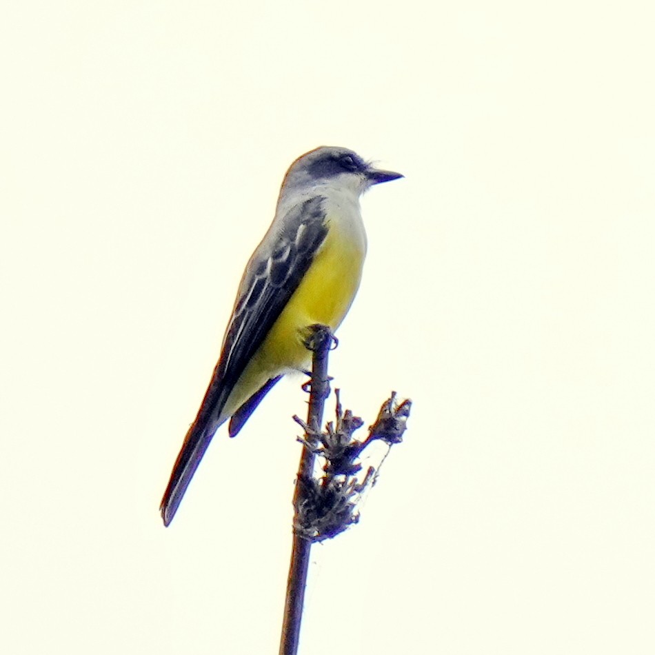 Snowy-throated Kingbird - ML611632235