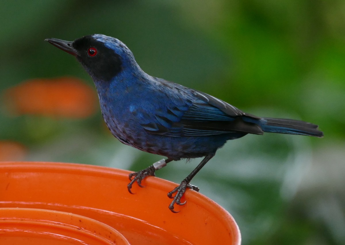 Masked Flowerpiercer - Robin Kretzschmar