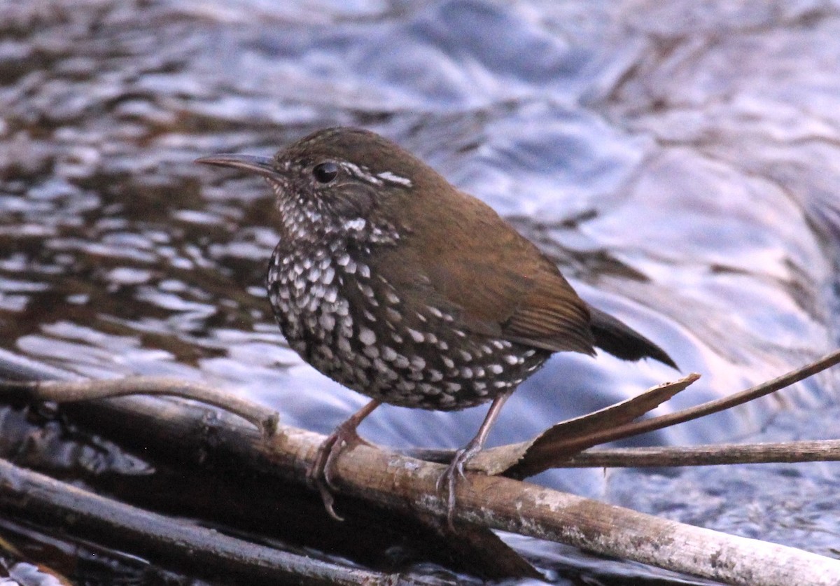 Sharp-tailed Streamcreeper - ML611632248