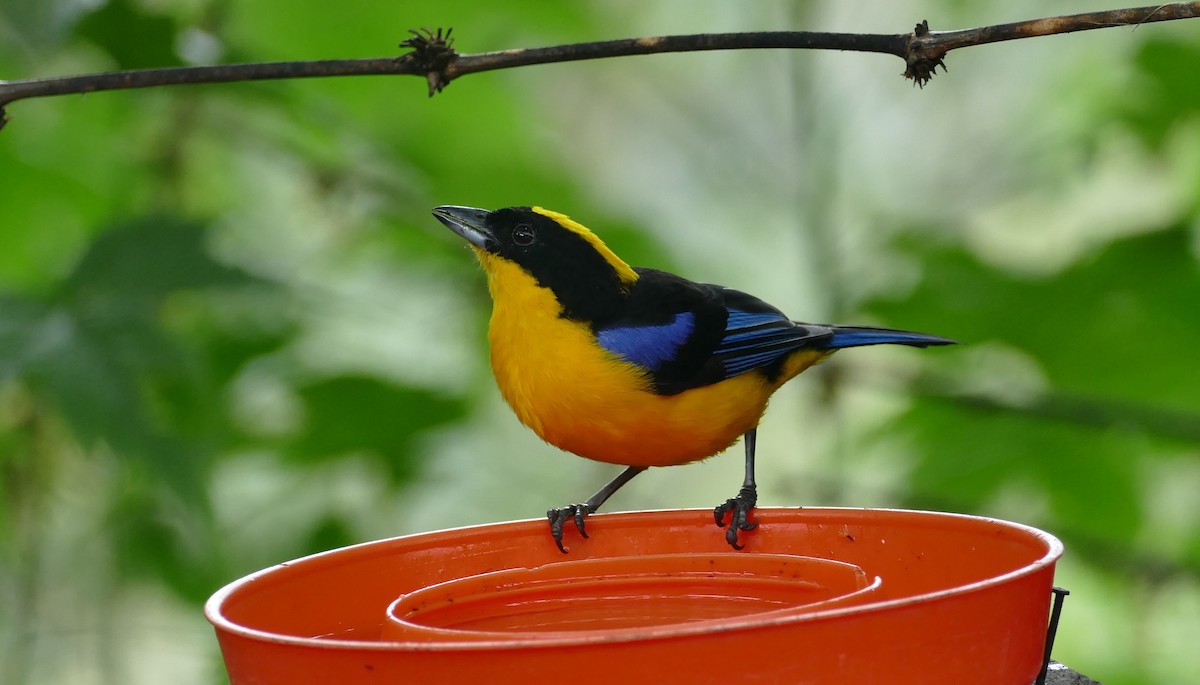 Blue-winged Mountain Tanager - Robin Kretzschmar