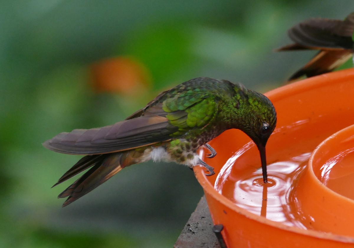 Buff-tailed Coronet - Robin Kretzschmar