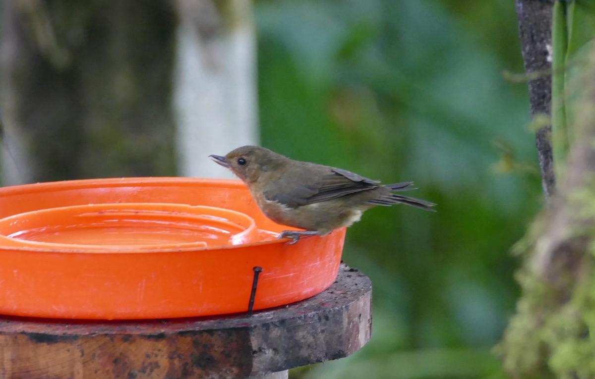 White-sided Flowerpiercer - Robin Kretzschmar