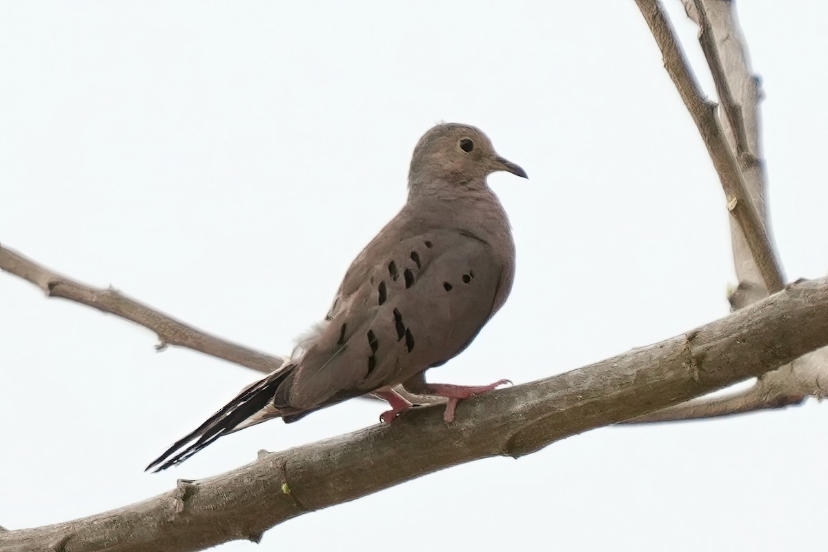 Ecuadorian Ground Dove - ML611632333