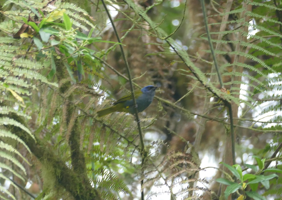 Blue-capped Tanager - Robin Kretzschmar