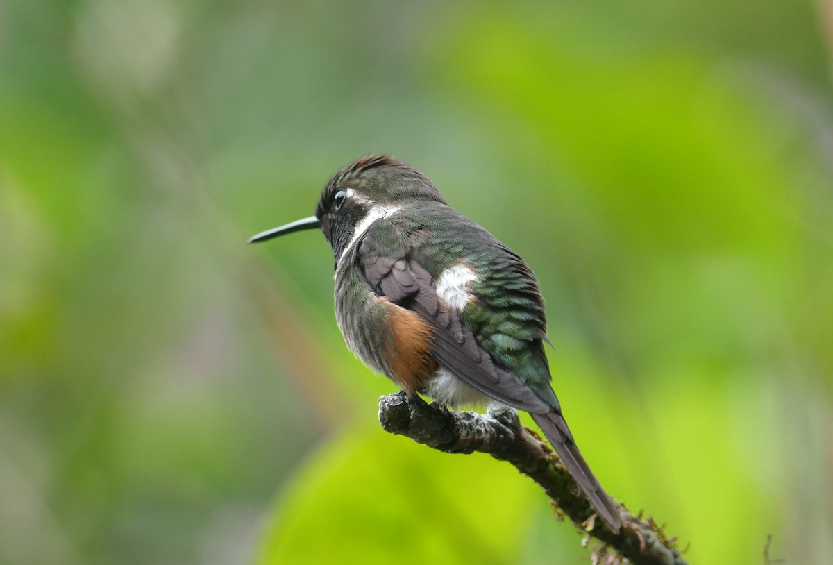 Purple-throated Woodstar - Robin Kretzschmar