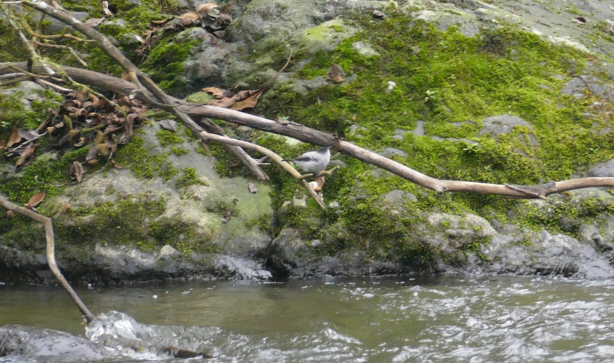 Torrent Tyrannulet - Robin Kretzschmar