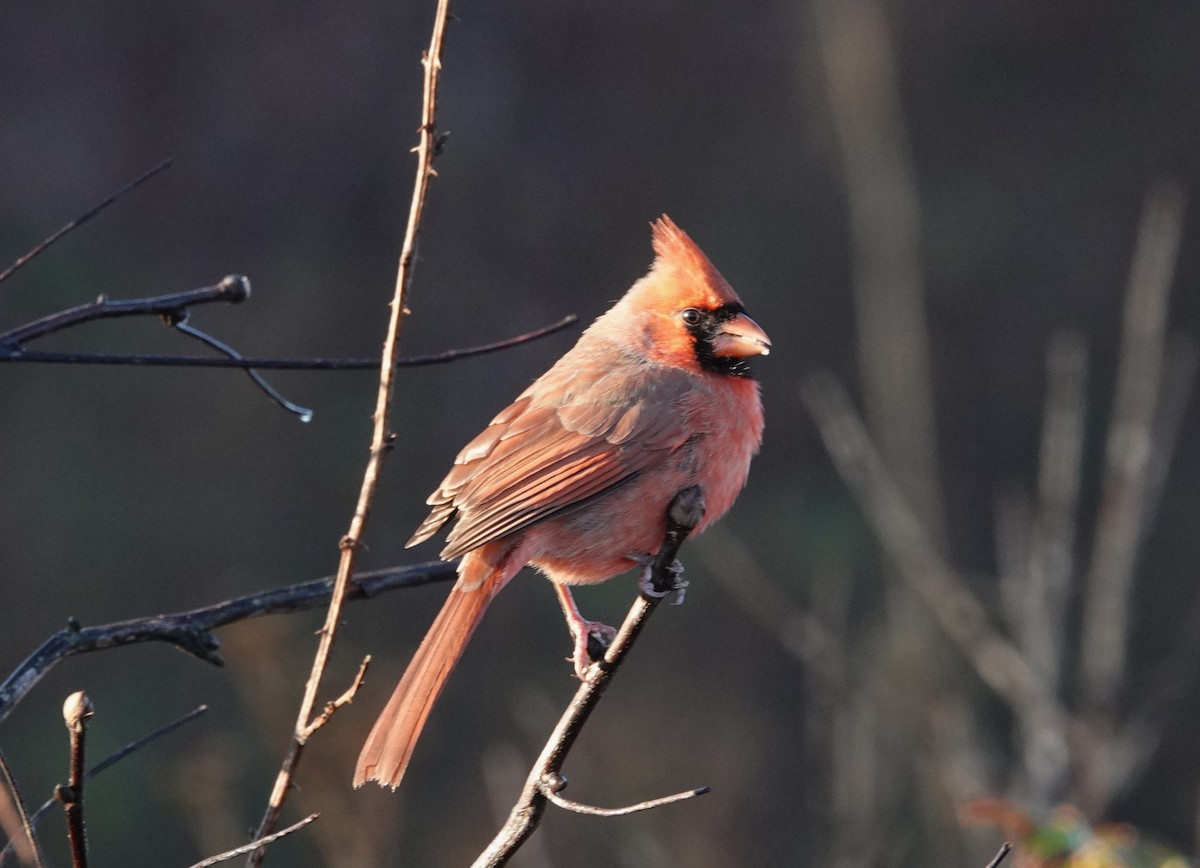 Northern Cardinal - ML611632430