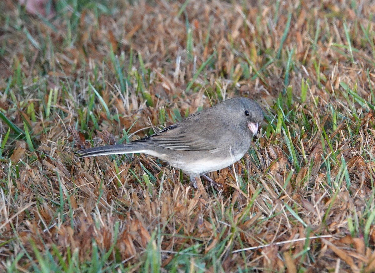 Junco ardoisé - ML611632433