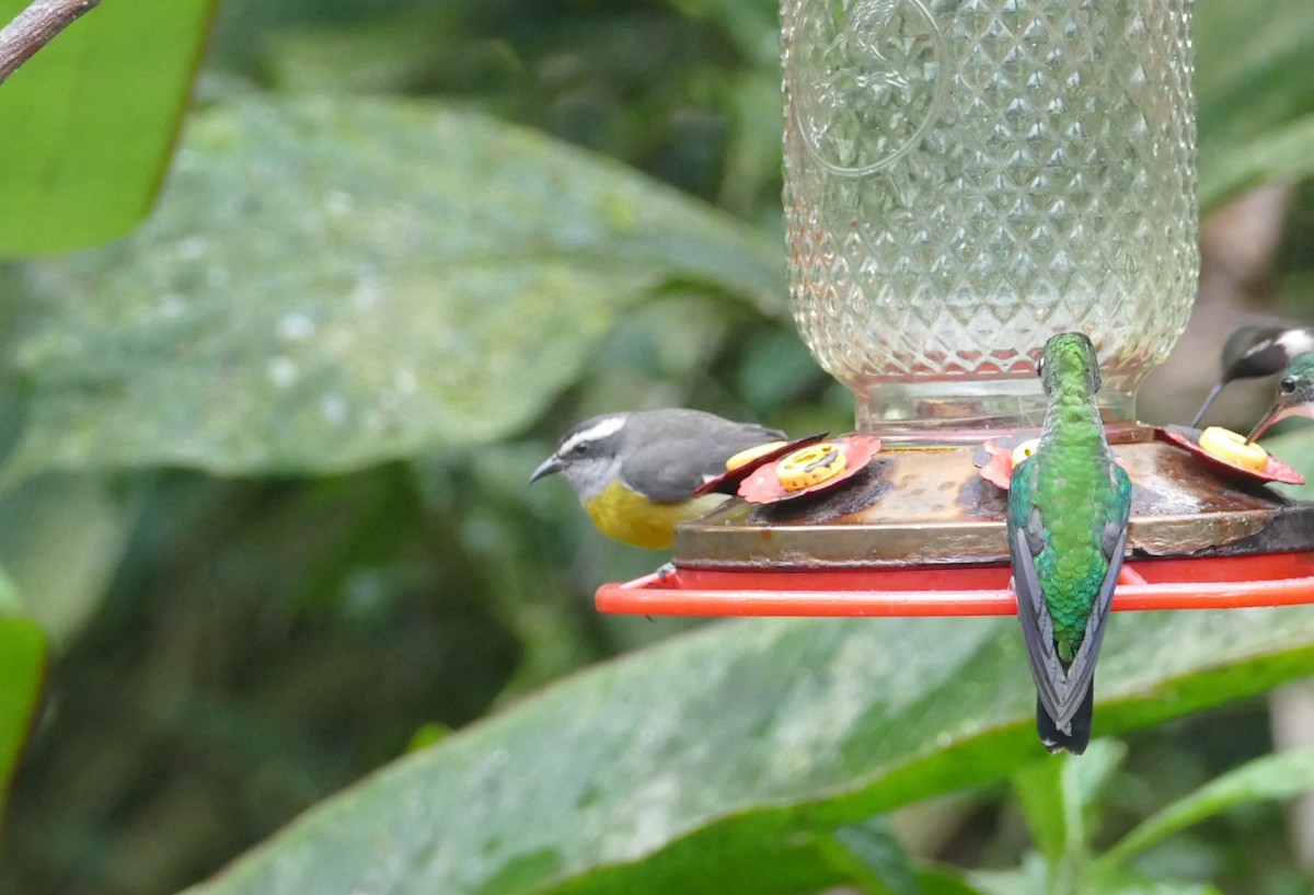 Bananaquit - Robin Kretzschmar