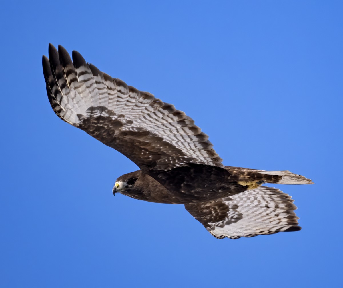 Red-tailed Hawk (Harlan's) - ML611632582