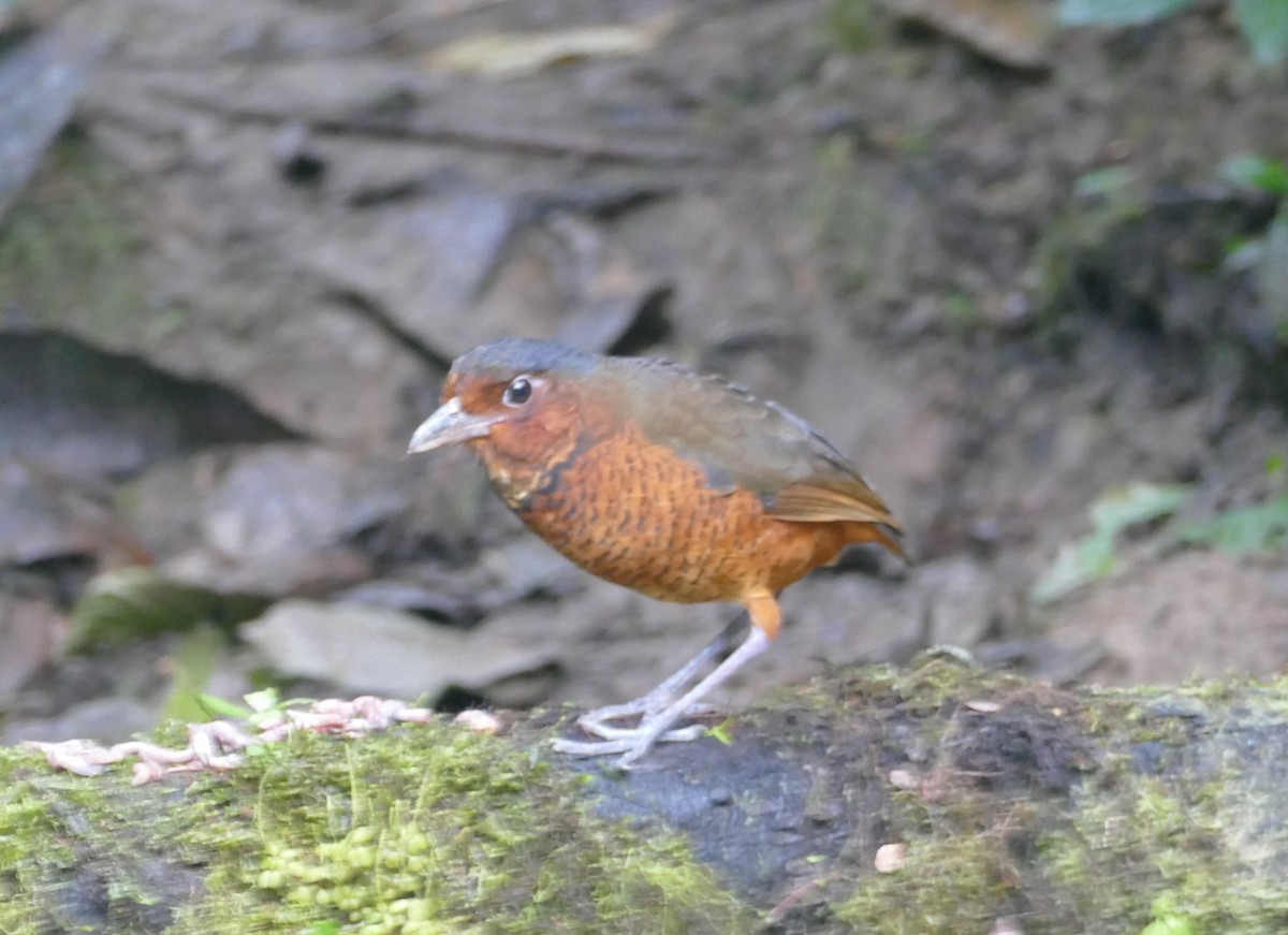 Giant Antpitta - Robin Kretzschmar