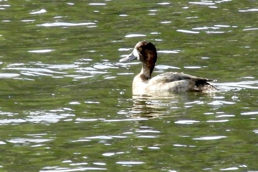 Greater Scaup - ML611632614