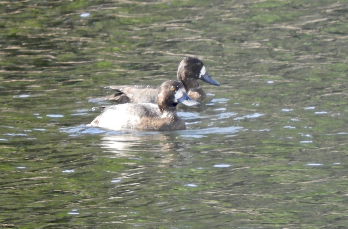 Greater Scaup - ML611632631