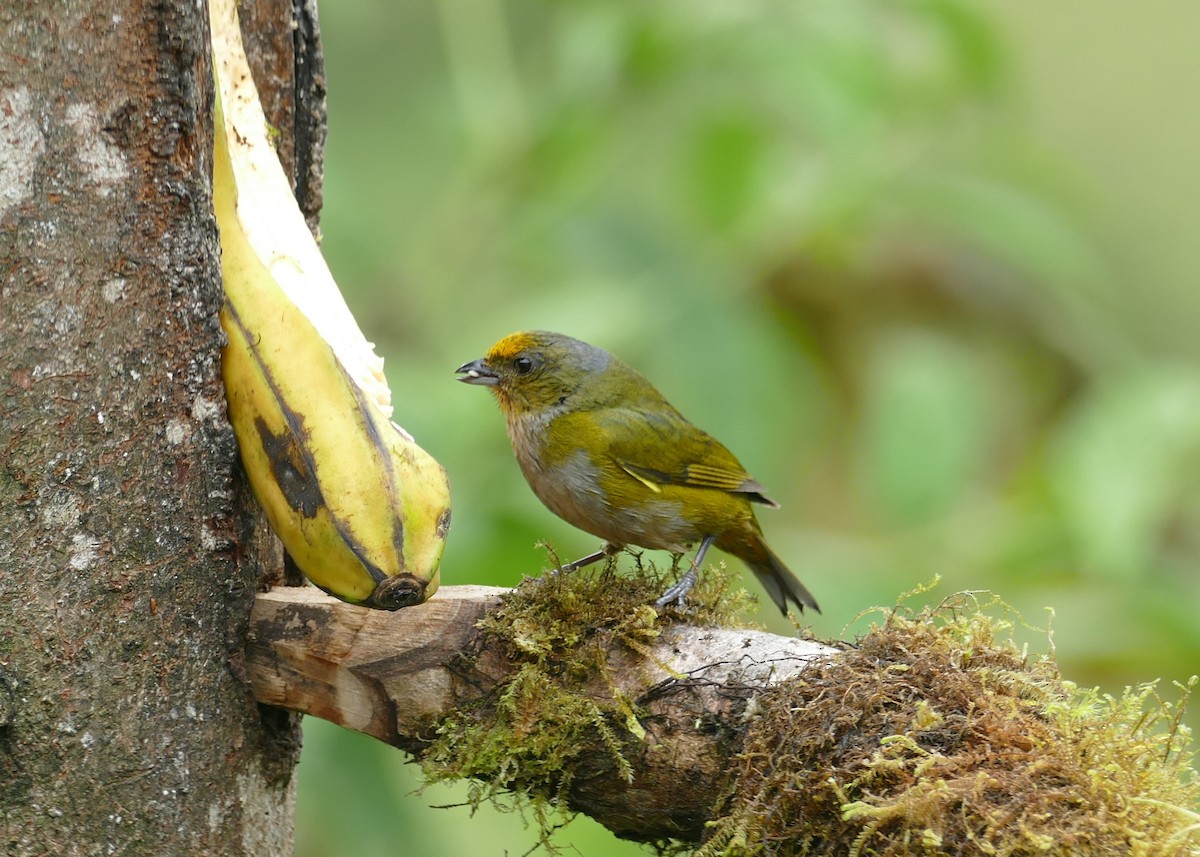 Orange-bellied Euphonia - Robin Kretzschmar