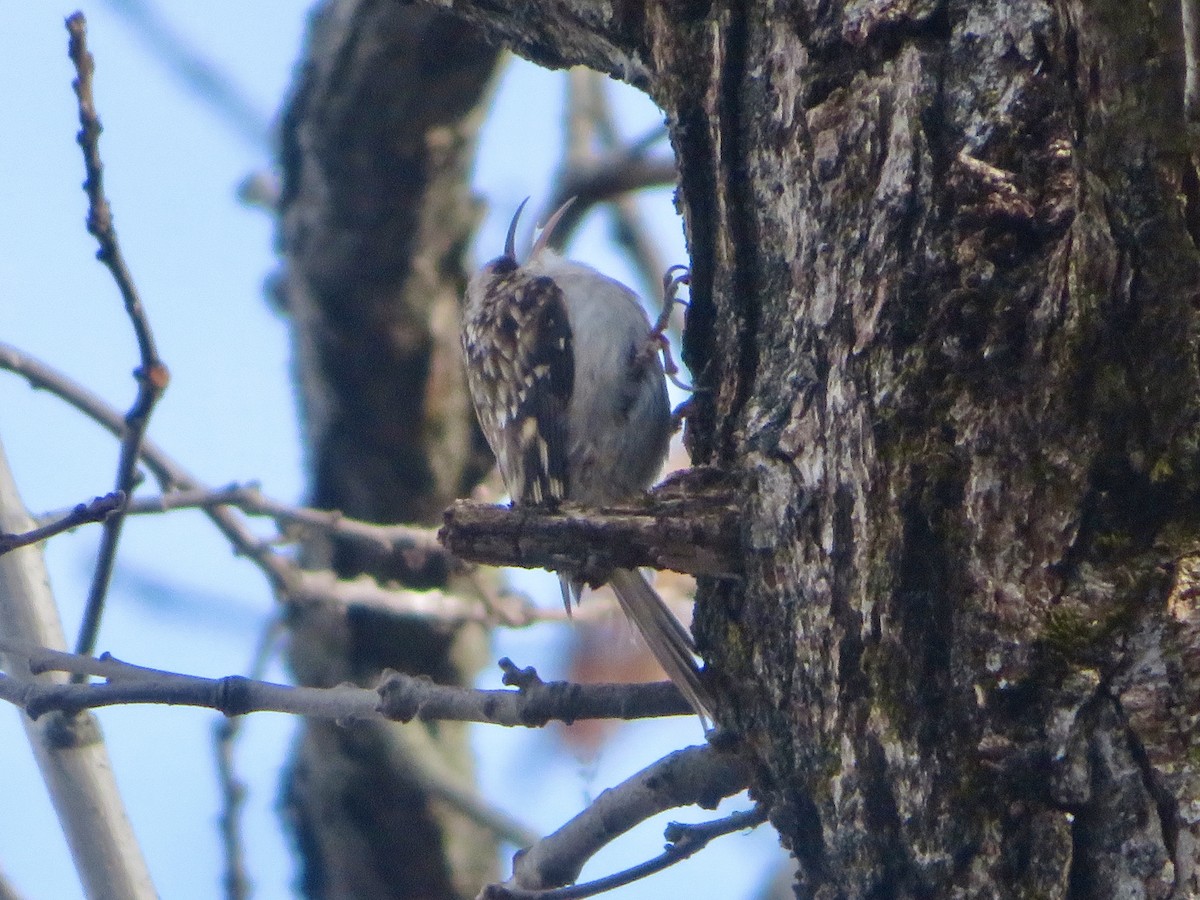 Brown Creeper - Christine Cote