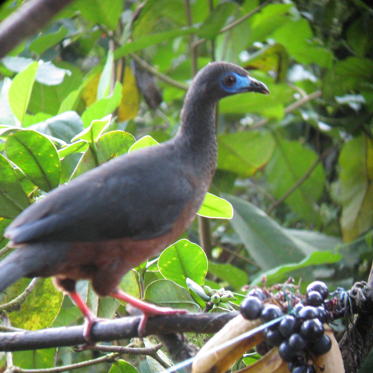 Sickle-winged Guan - ML611632708