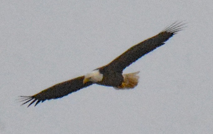 Bald Eagle - ML611632722