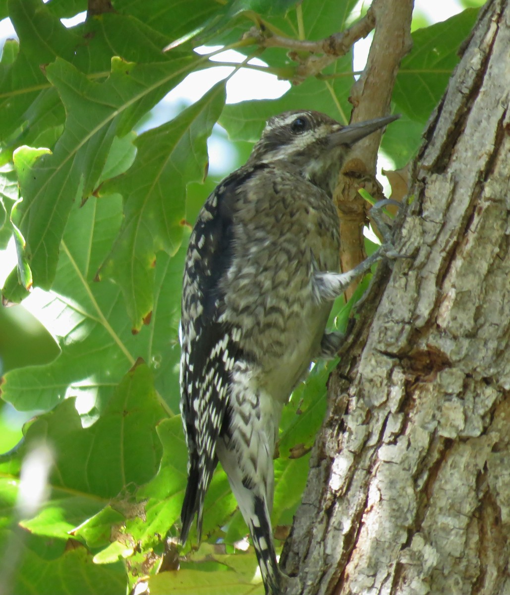 Yellow-bellied Sapsucker - Susan Smith