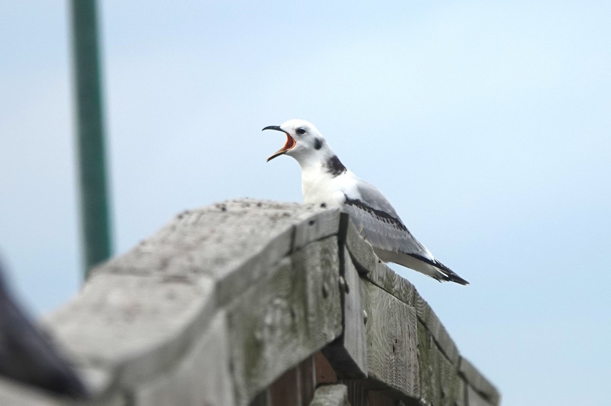 Black-legged Kittiwake - Vicki Rogerson