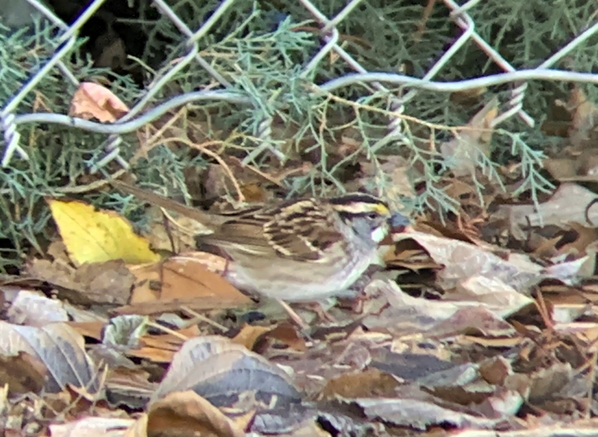 White-throated Sparrow - Jason Talbot