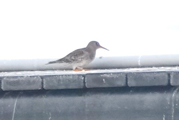 Purple Sandpiper - ML611632853