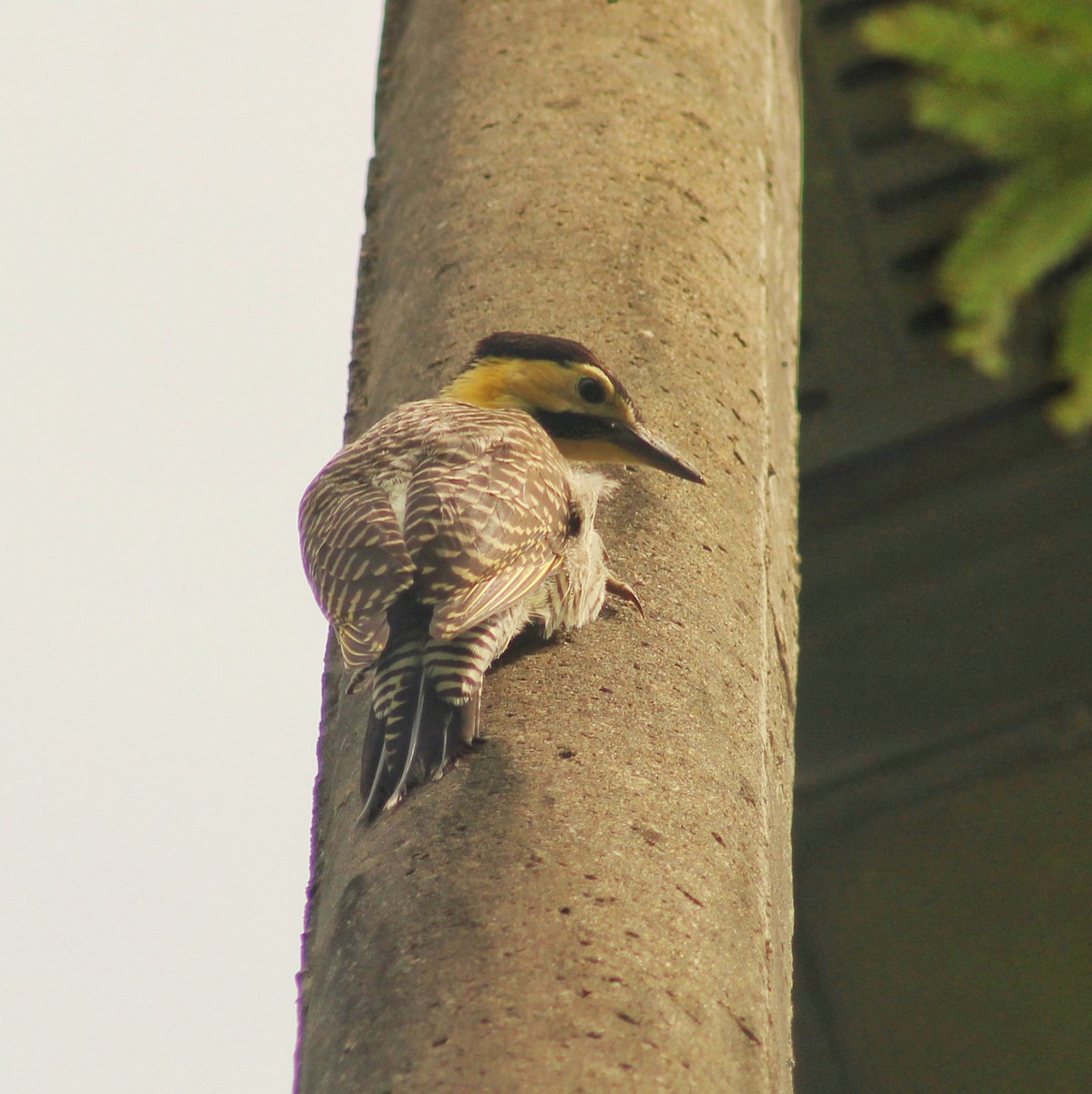 Campo Flicker (Field) - ML611632868