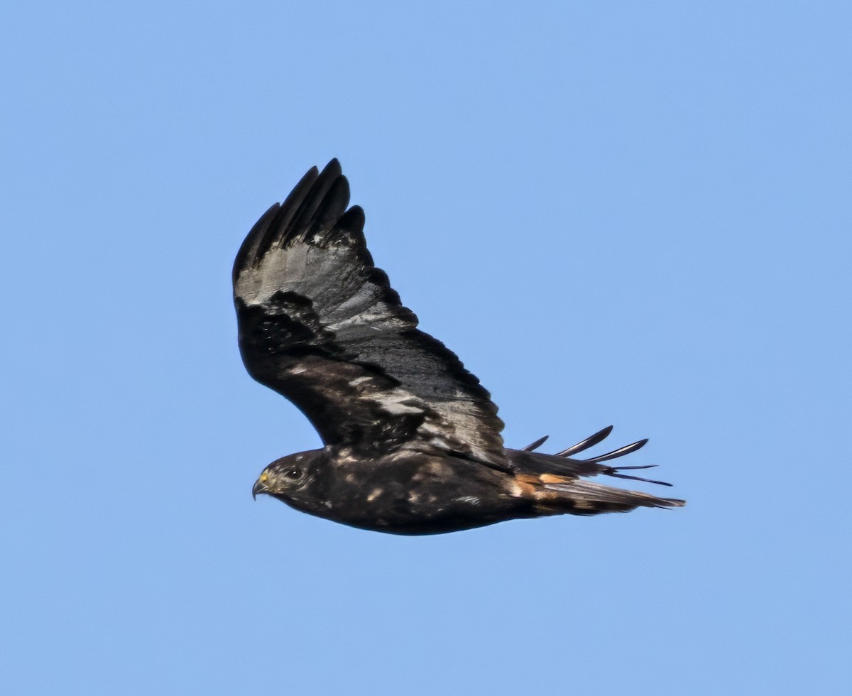 Red-tailed Hawk (Harlan's) - ML611632877