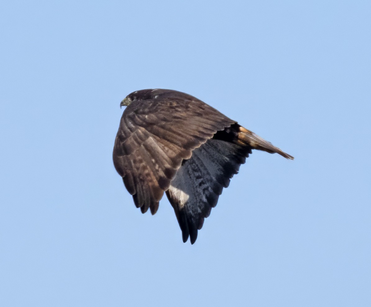 Red-tailed Hawk (Harlan's) - ML611632878