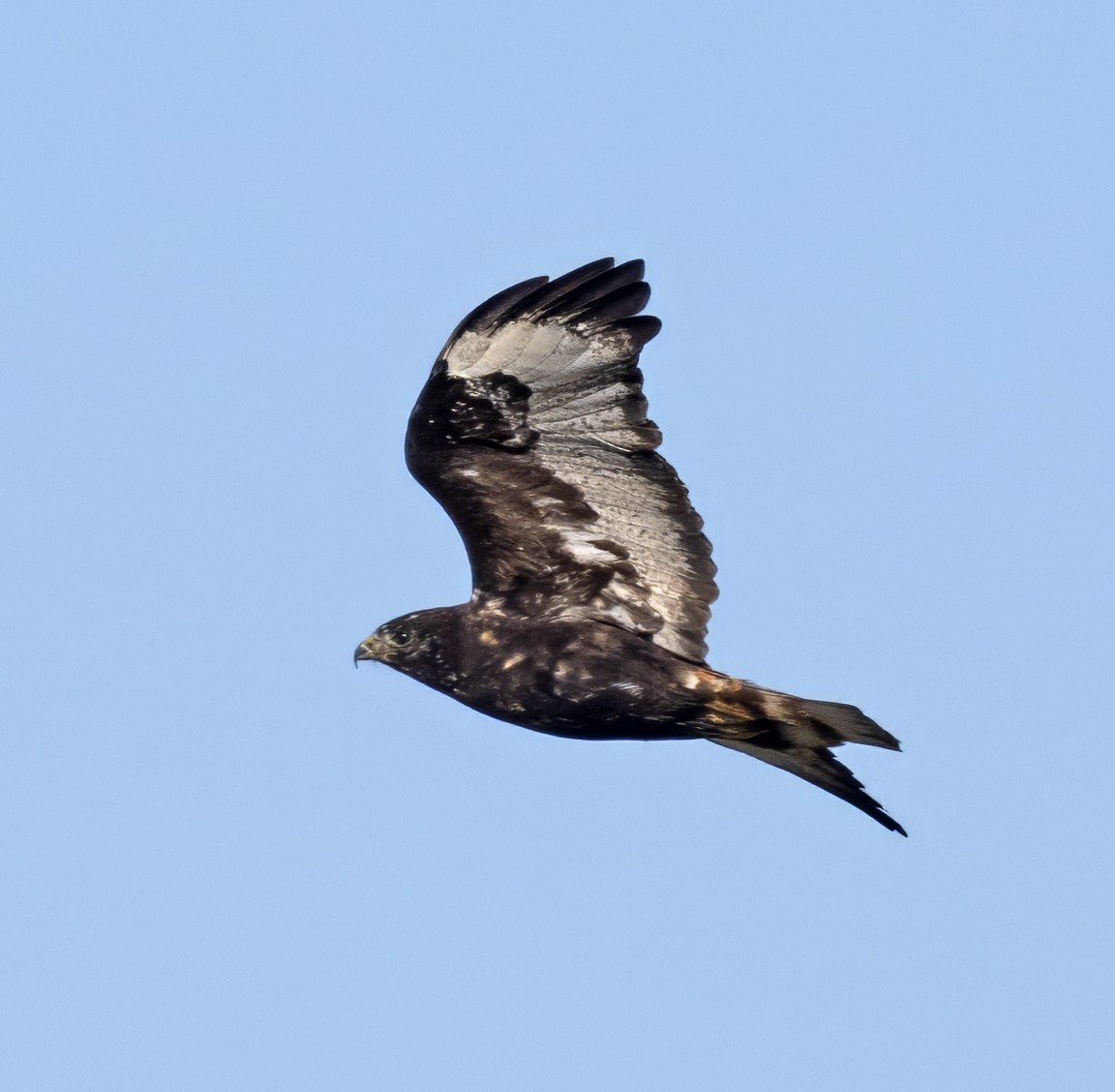 Red-tailed Hawk (Harlan's) - ML611632879