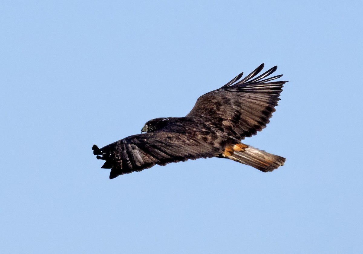 Red-tailed Hawk (Harlan's) - ML611632880