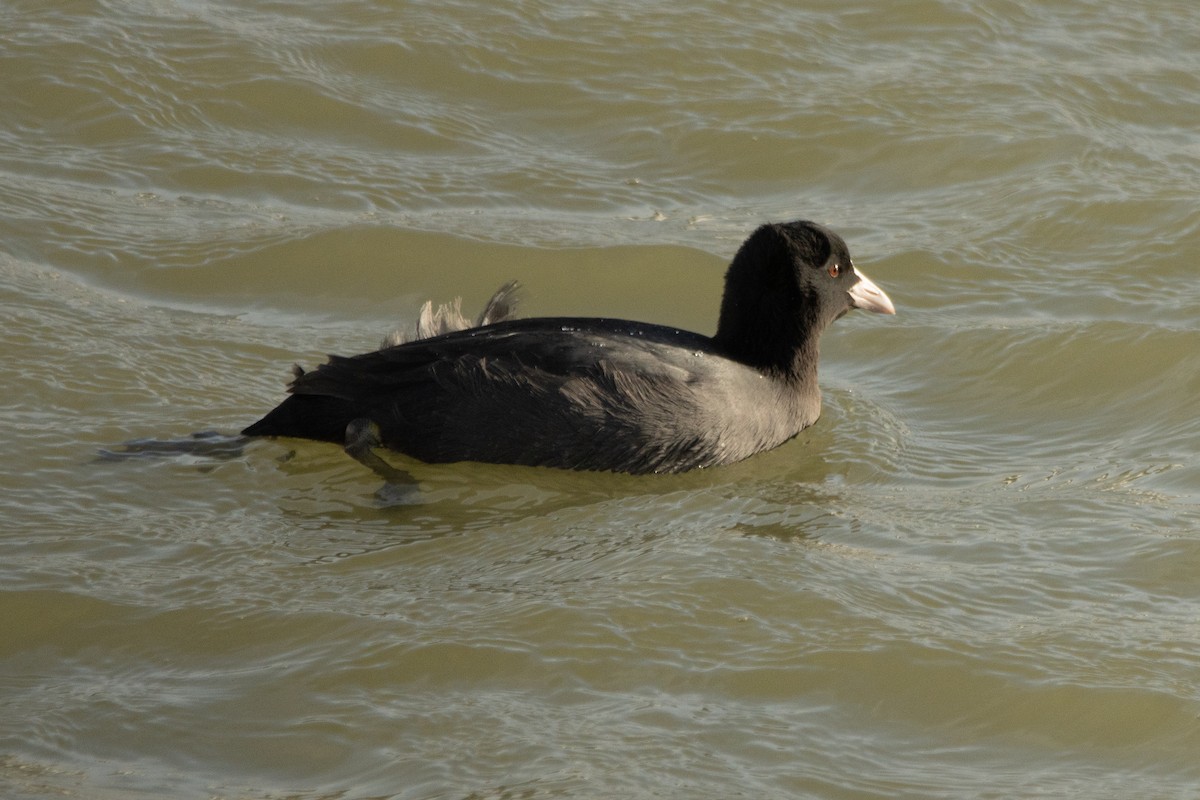 Eurasian Coot - Letty Roedolf Groenenboom