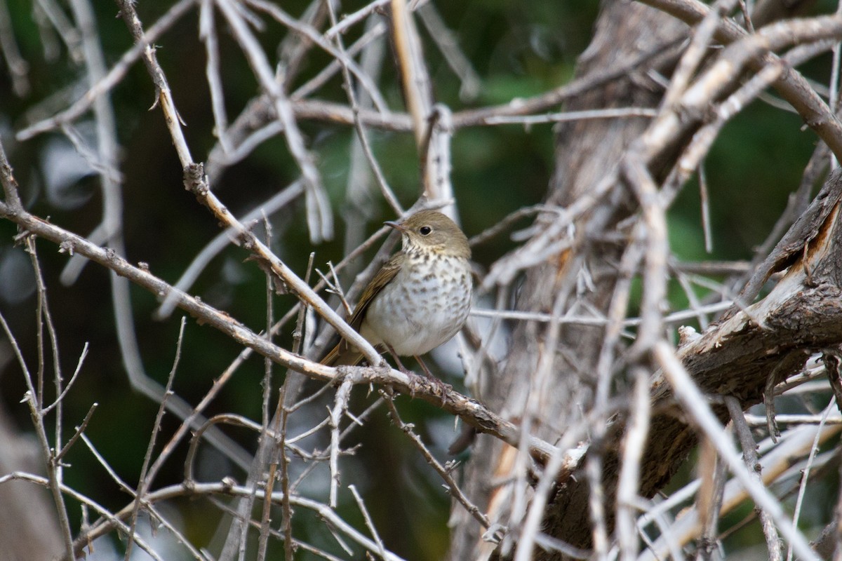 Hermit Thrush - ML611632936