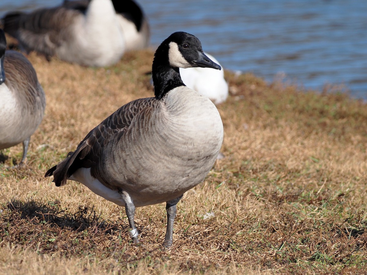 Canada Goose - ML611632948