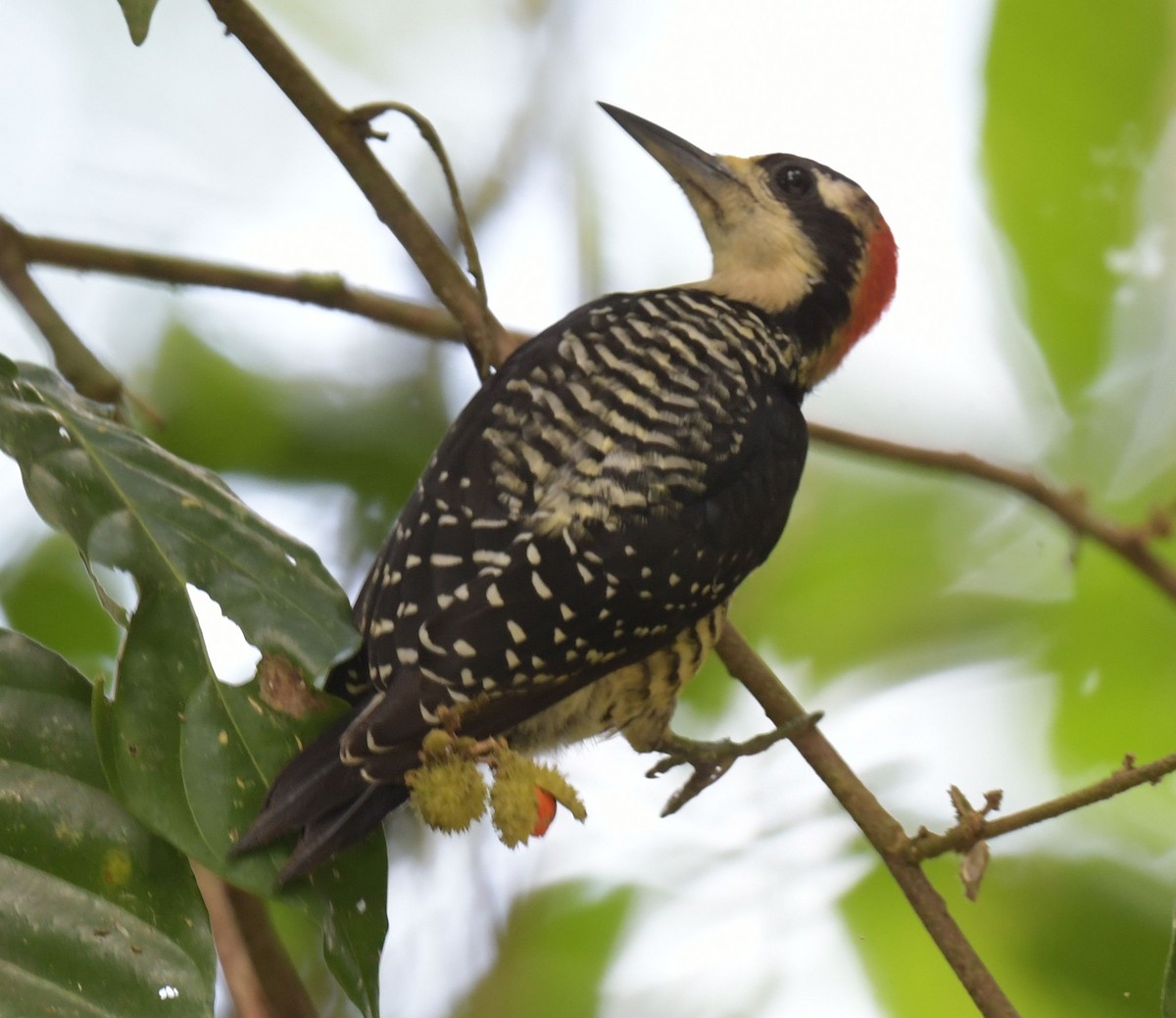 Black-cheeked Woodpecker - ML611632967