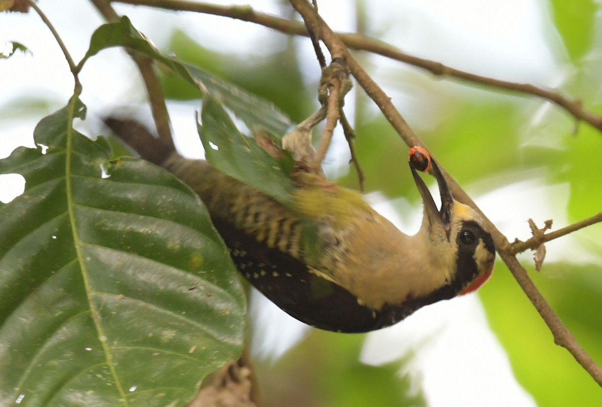 Black-cheeked Woodpecker - ML611632968