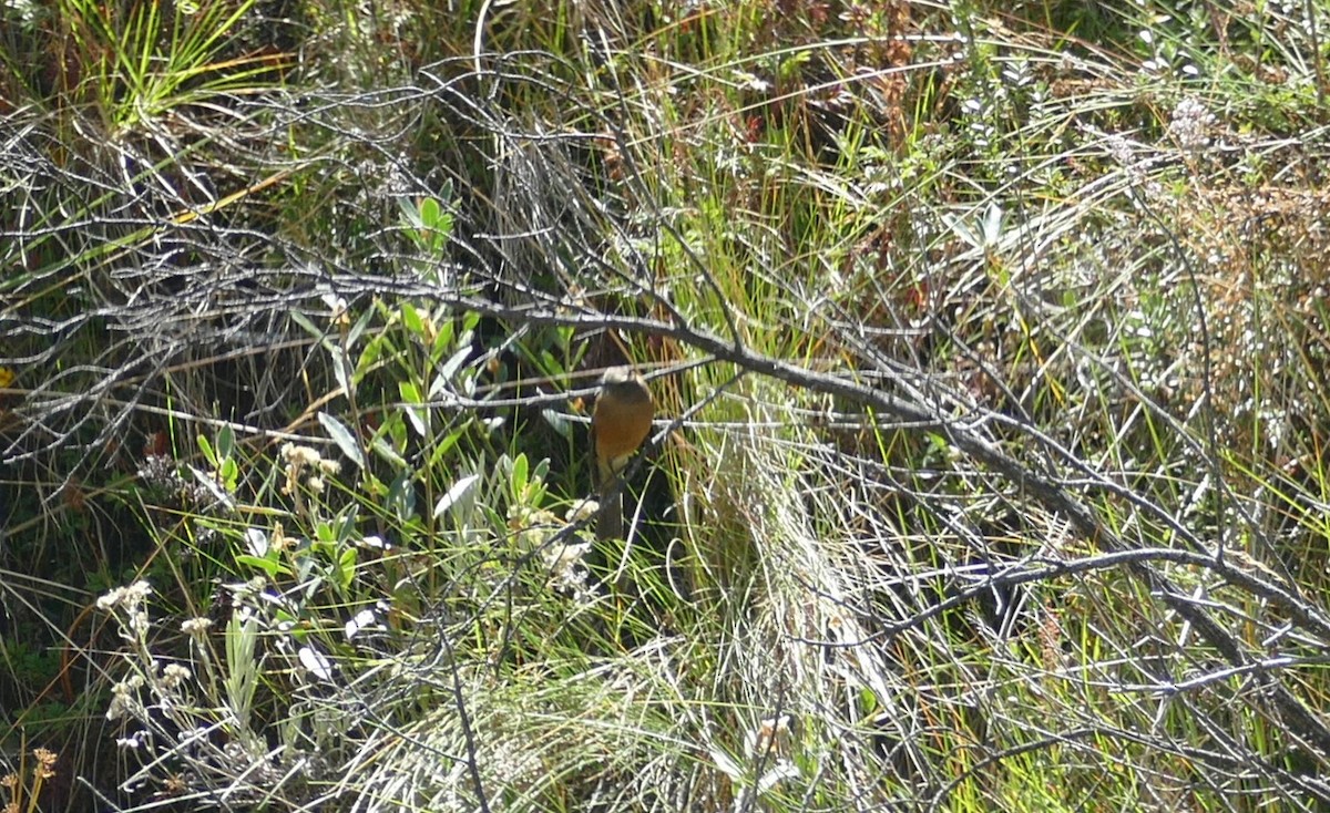 Brown-backed Chat-Tyrant - ML611633008