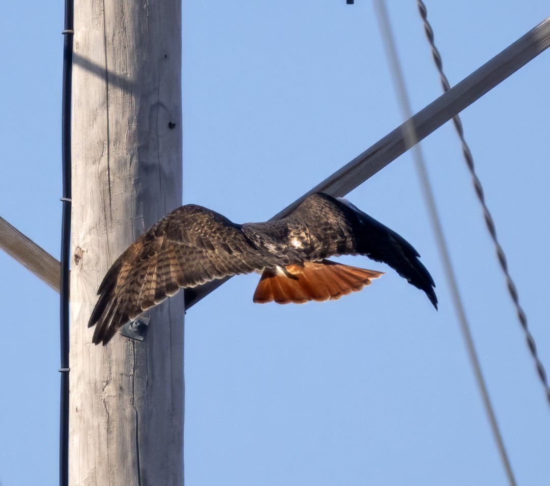 Red-tailed Hawk (borealis) - ML611633068