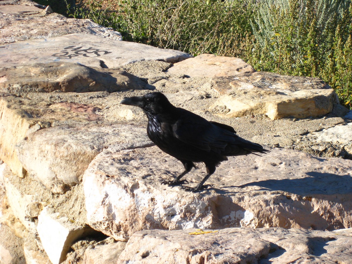 Common Raven - Tim Harrop