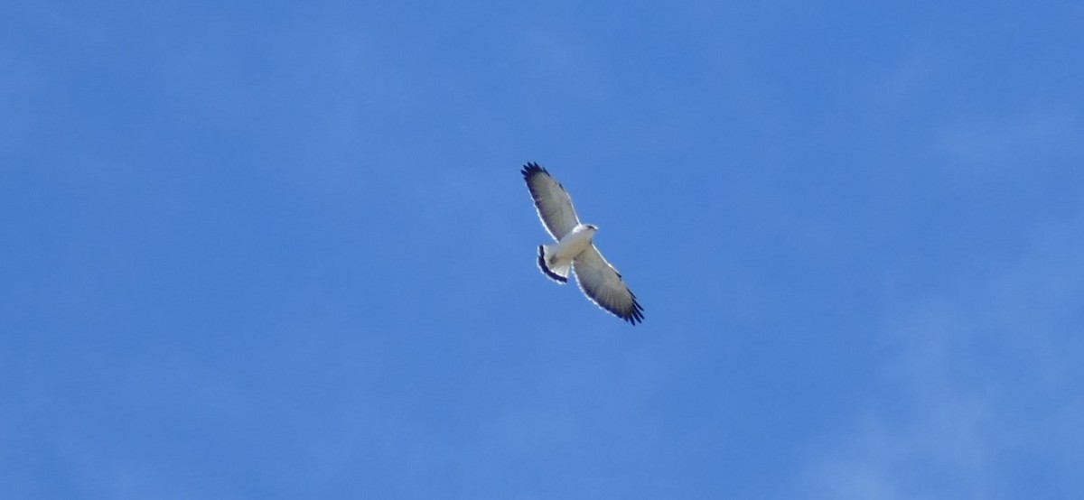 Variable Hawk - Robin Kretzschmar