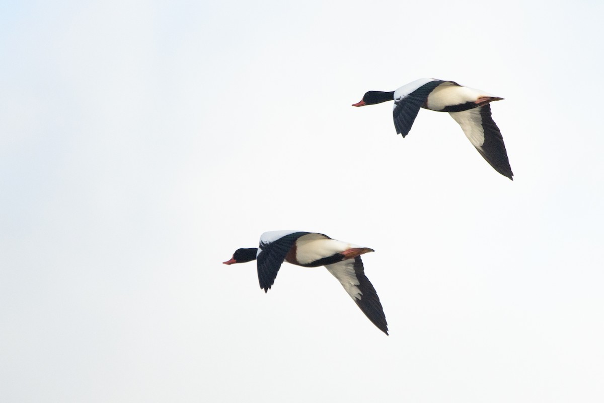 Common Shelduck - Letty Roedolf Groenenboom