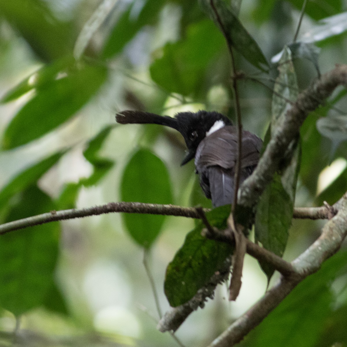 Crested Jayshrike - ML611633196