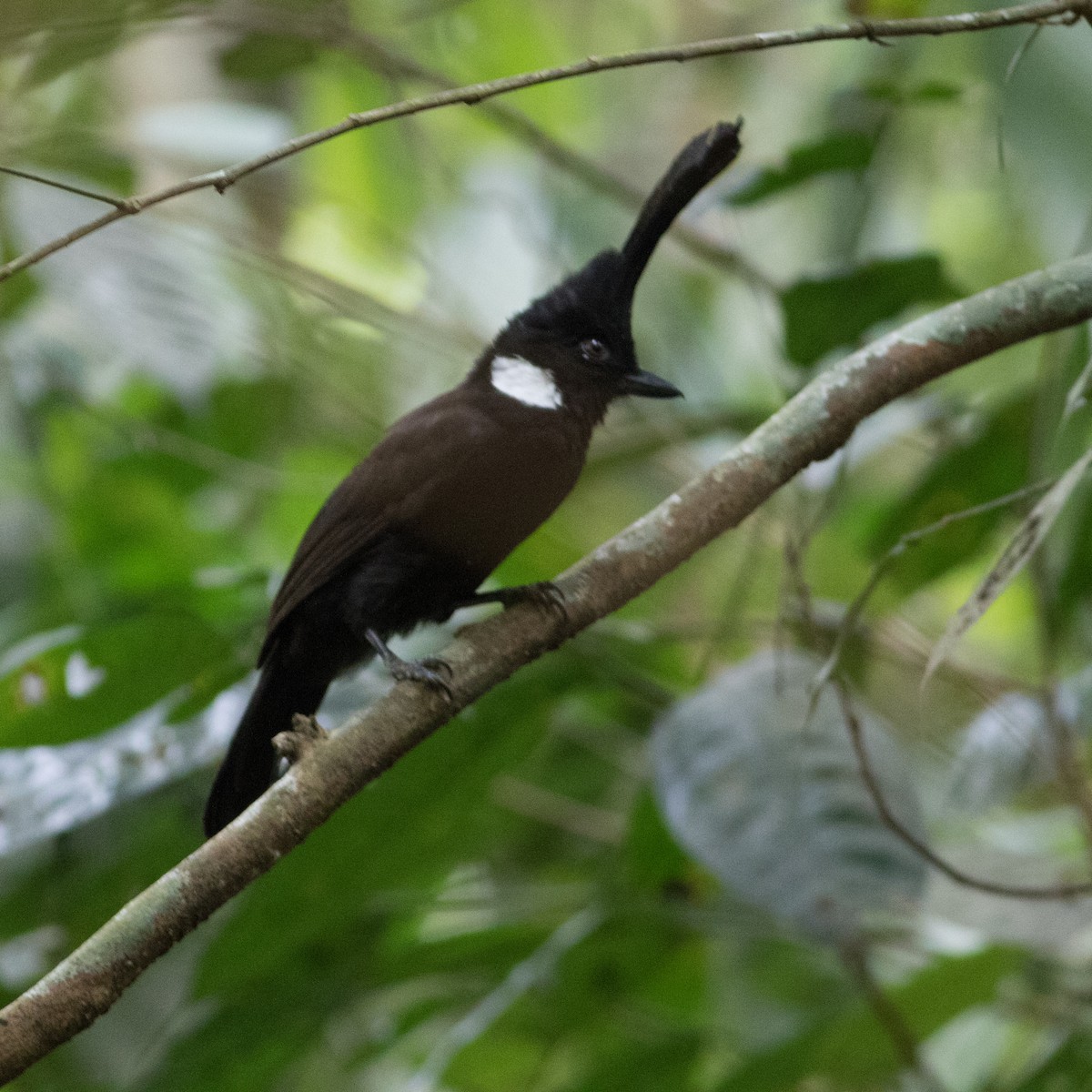 Crested Jayshrike - ML611633197