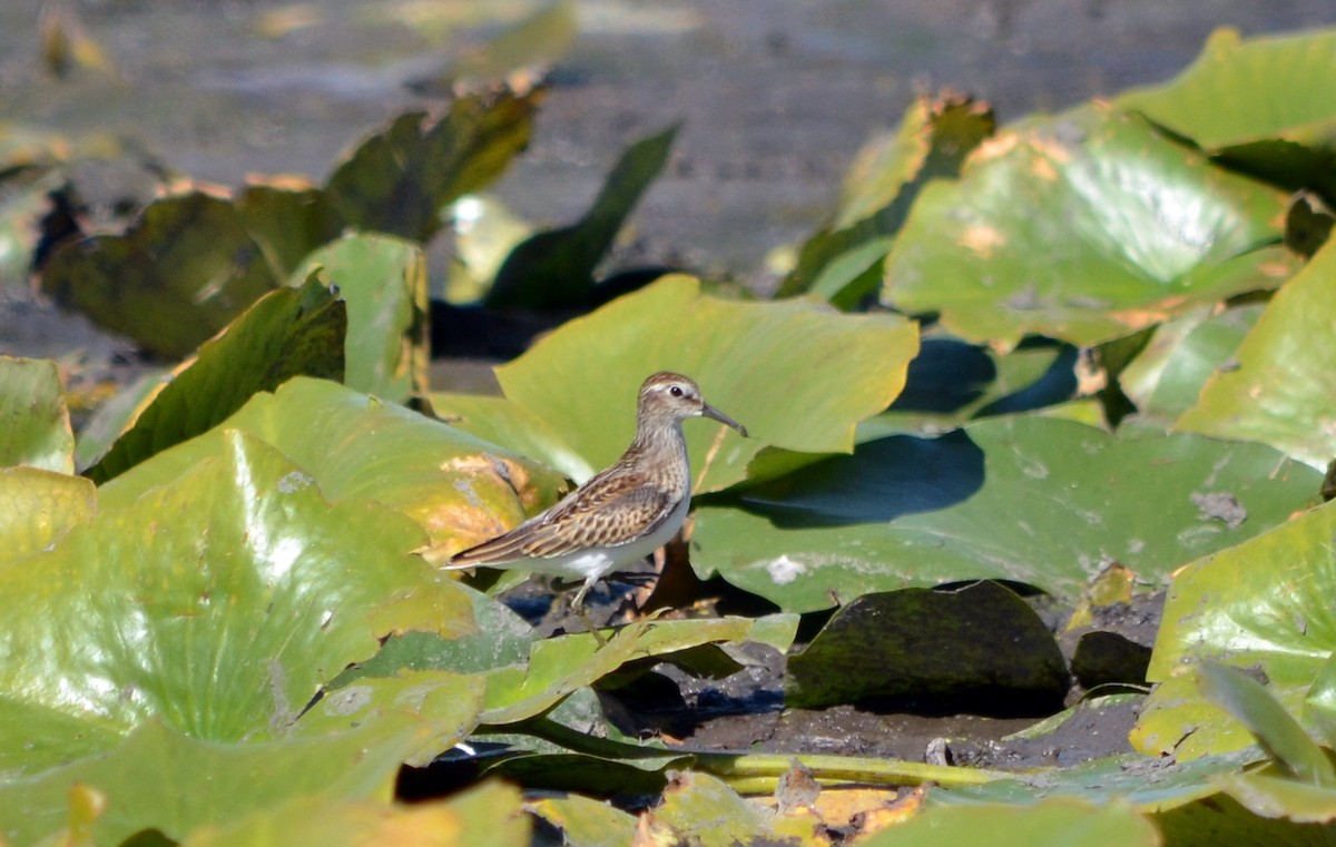 Stilt Sandpiper - ML611633254