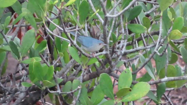 Bicolored Conebill - ML611633263