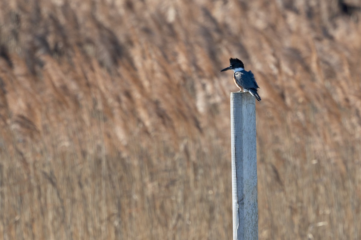 Belted Kingfisher - Rosemary Mosco