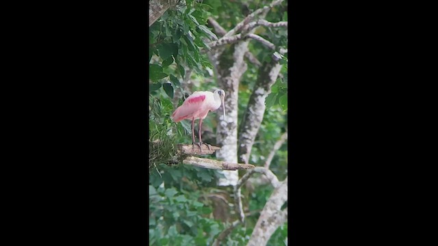 Roseate Spoonbill - ML611633327