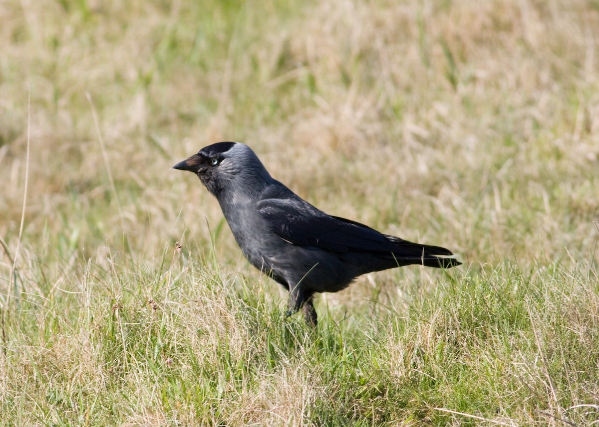 Eurasian Jackdaw - ML611633381