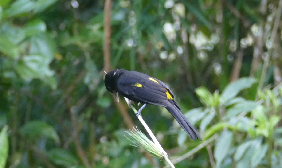 Mountain Cacique - Robin Kretzschmar