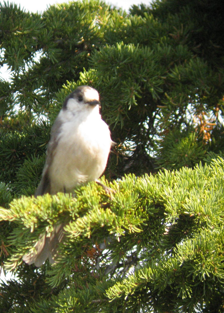 Canada Jay - ML611633450