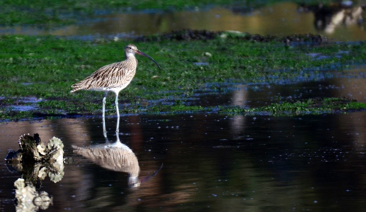 Whimbrel/Eurasian Curlew - ML611633513